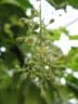 Cinnamomum iners