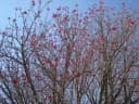 Erythrina americana