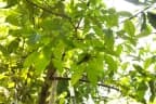 Archidendron microcarpum