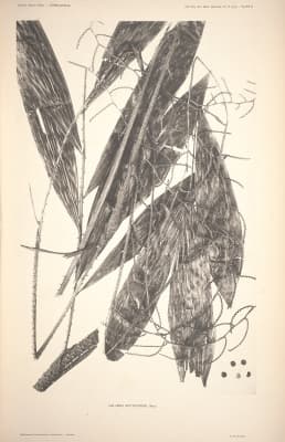 Calamus rhytidomus