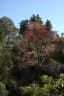 Brachychiton acerifolius
