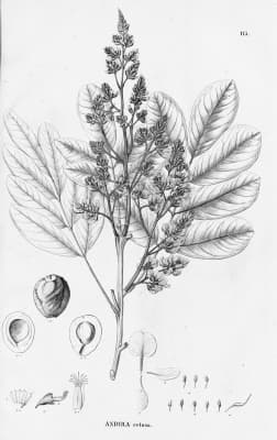 Andira surinamensis