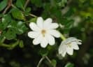 Gardenia thunbergia