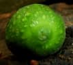 Ficus capreifolia