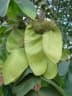 Centrolobium tomentosum