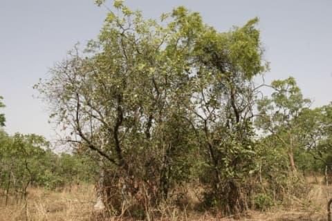 Uapaca togoensis