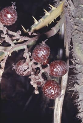Daemonorops micracantha