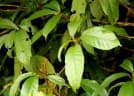 Sterculia rubiginosa