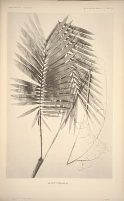 Calamus pilosellus