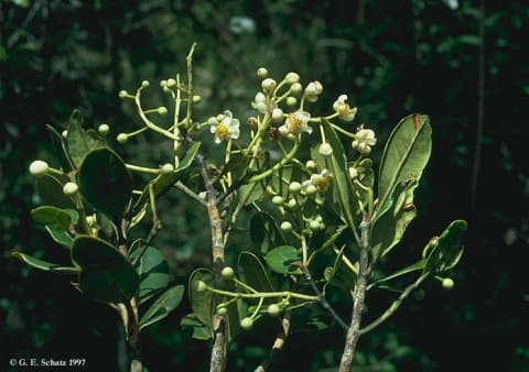 Calophyllum milvum