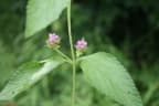Lantana ukambensis