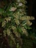 Weinmannia pinnata