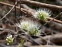 Combretum mossambicense
