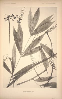 Calamus minahassae