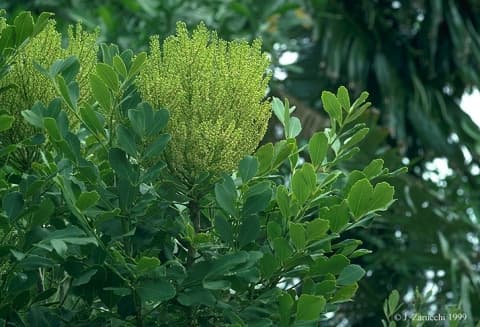 Polyscias aculeata