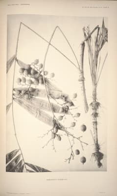 Daemonorops forbesii