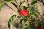 Combretum paniculatum