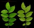 Picramnia latifolia