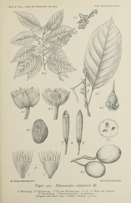 Elaeocarpus stipularis