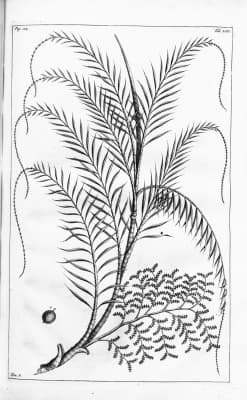 Calamus albus