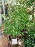 Capparis cynophallophora
