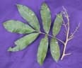 Trichilia septentrionalis