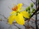 Ochna integerrima