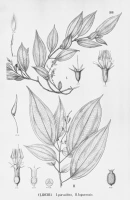 Clidemia japurensis