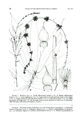 Neololeba atra