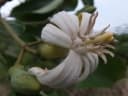 Anthocleista schweinfurthii