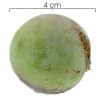 Calophyllum longifolium