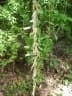 Dioscorea hirtiflora