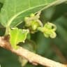 Sclerocroton integerrimus