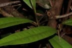 Palaquium xanthochymum