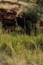 Phragmites karka