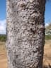 Magonia pubescens