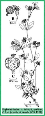 Euphorbia indica