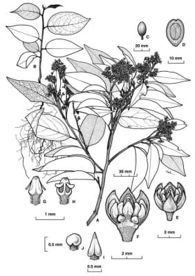 Cryptocarya saccharata