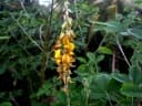 Crotalaria juncea