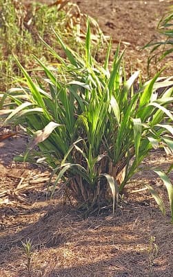 Tripsacum andersonii