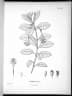Fuchsia loxensis