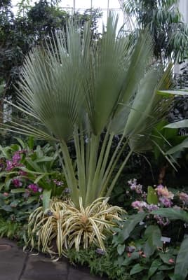 Copernicia gigas