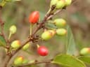 Erythroxylum deciduum