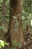 Cratoxylum formosum