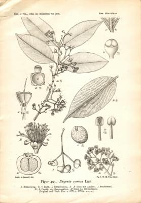 Syzygium cymosum