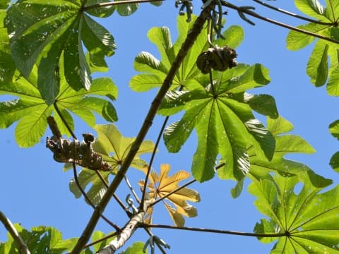 Cecropia obtusa