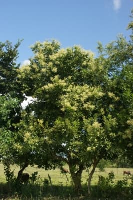 Sapindus saponaria