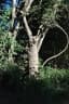 Adenia firingalavensis