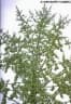 Furcraea cabuya