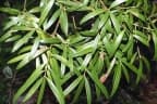 Podocarpus elatus